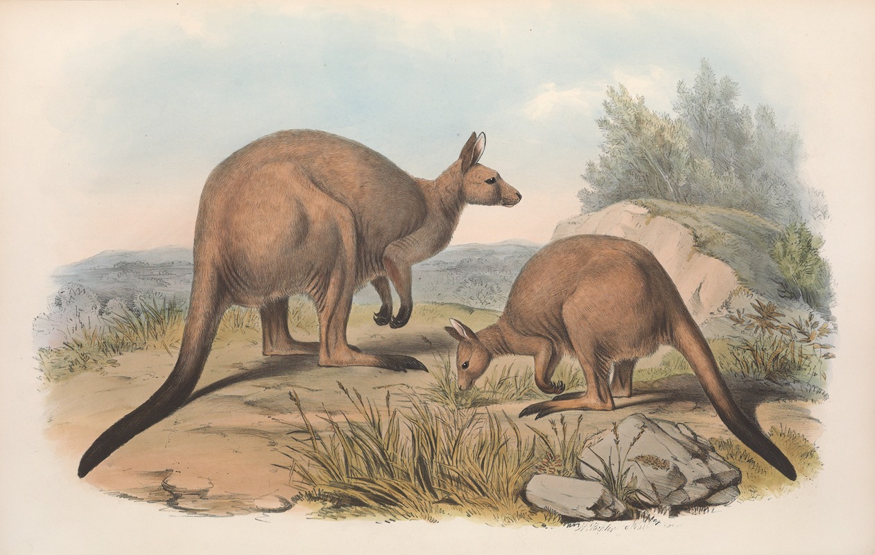 John Gould - The mammals of Australia Pl.041