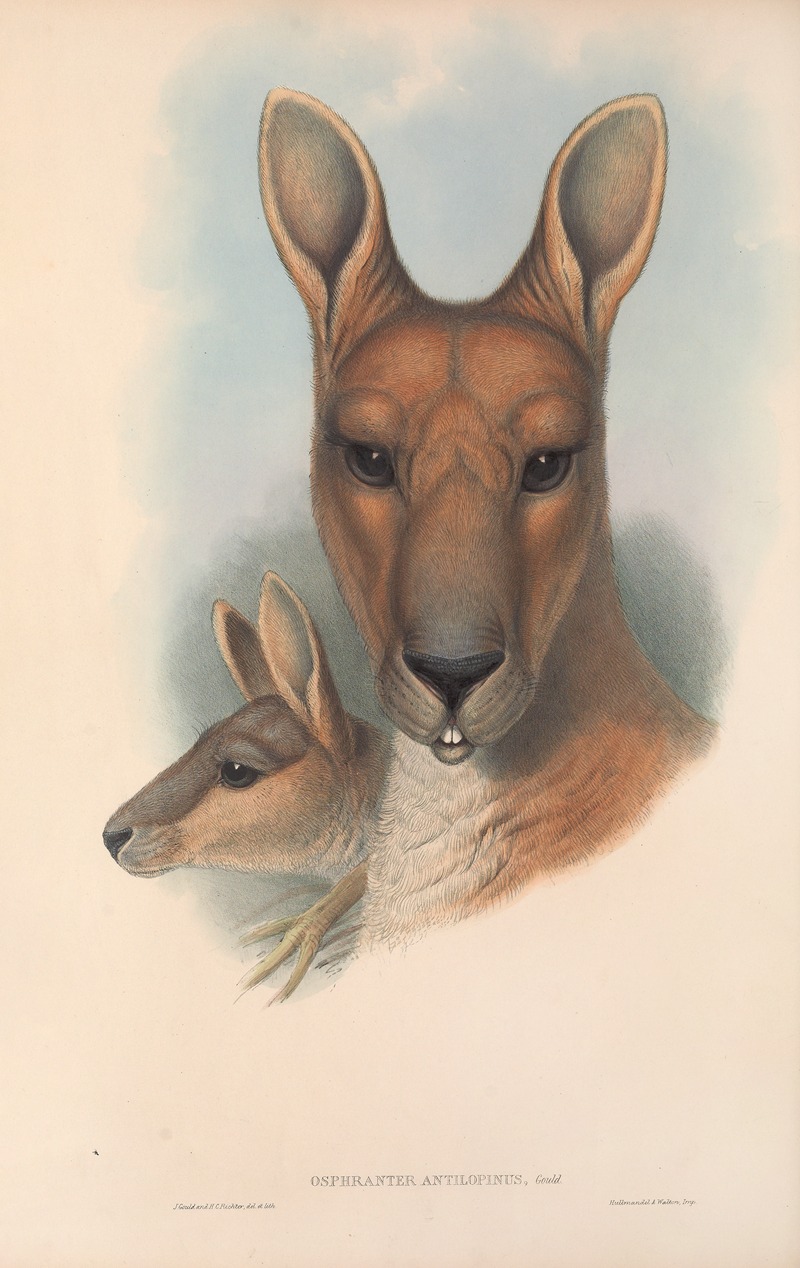 John Gould - The mammals of Australia Pl.044