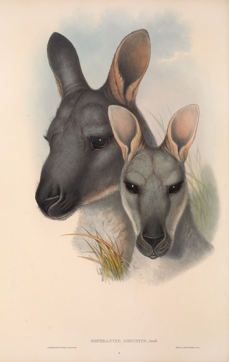 John Gould - The mammals of Australia Pl.046