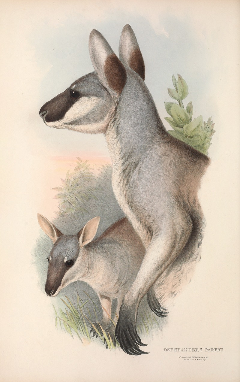 John Gould - The mammals of Australia Pl.048