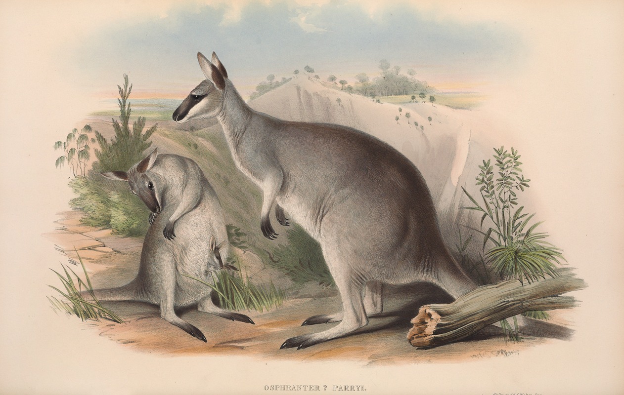 John Gould - The mammals of Australia Pl.049