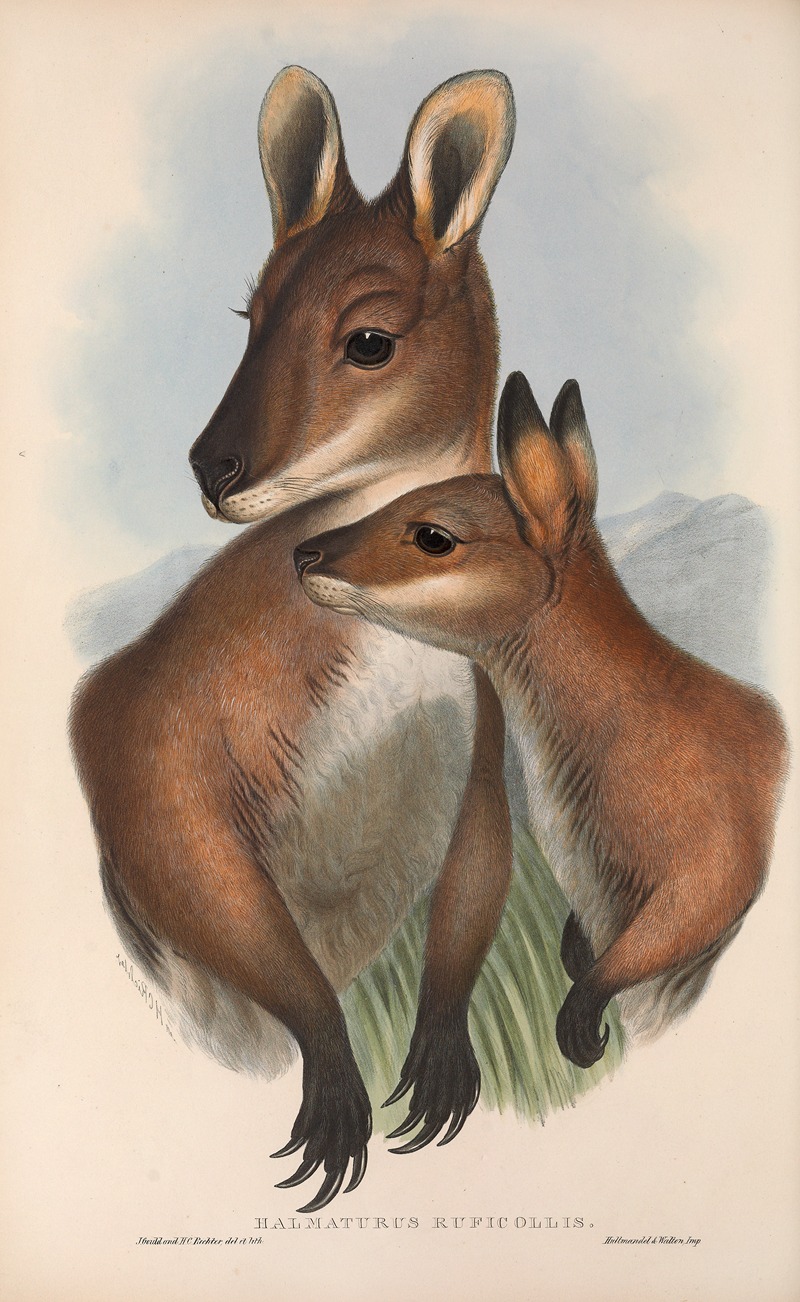 John Gould - The mammals of Australia Pl.050