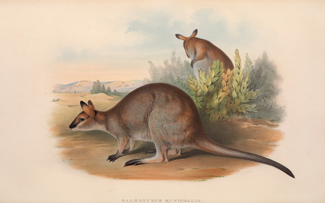 John Gould - The mammals of Australia Pl.051