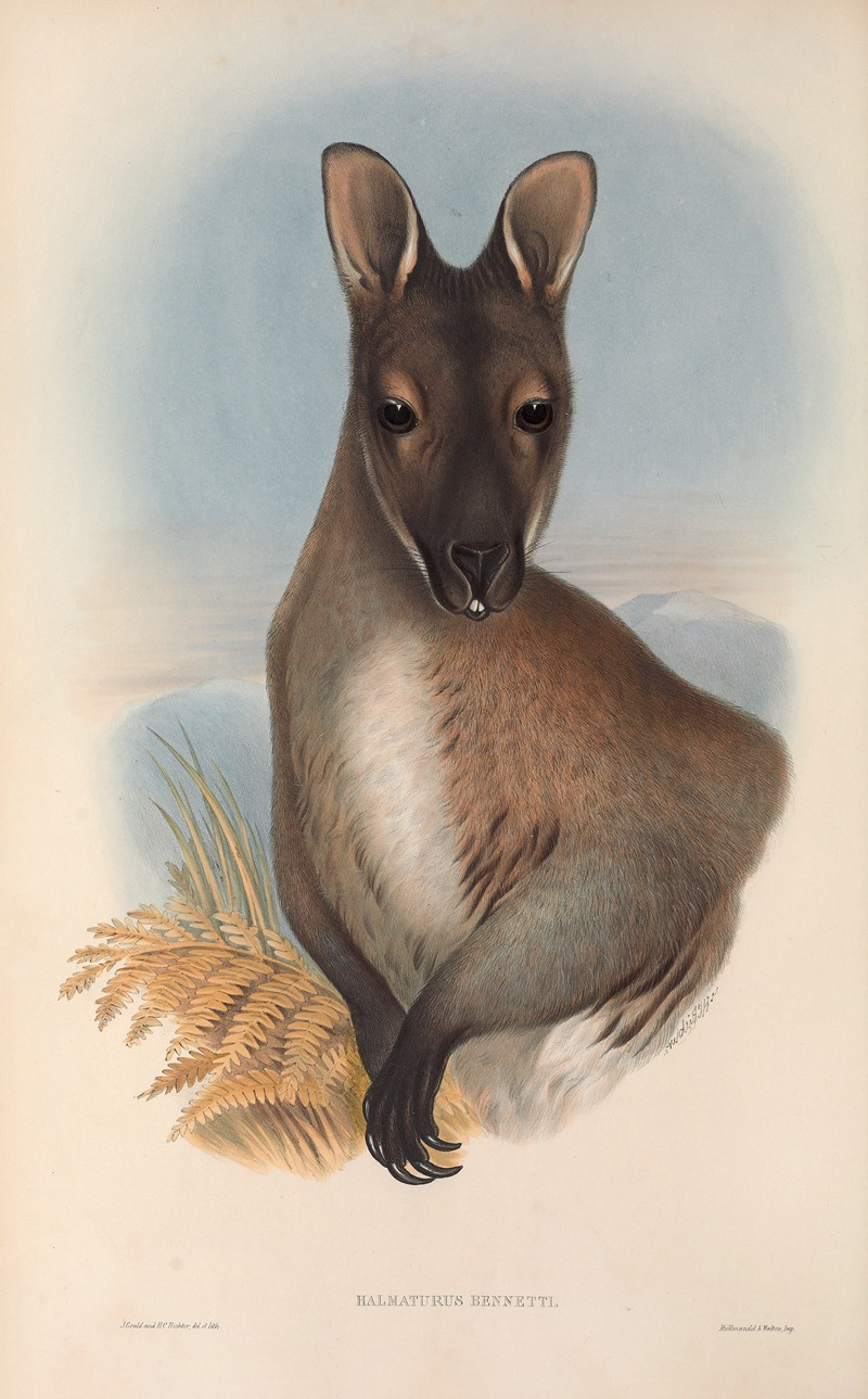 John Gould - The mammals of Australia Pl.052