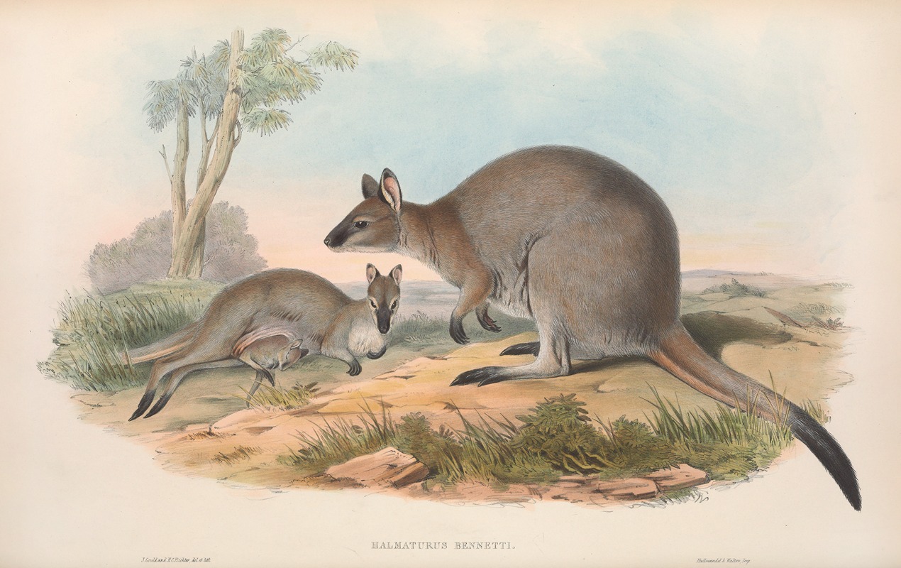 John Gould - The mammals of Australia Pl.053