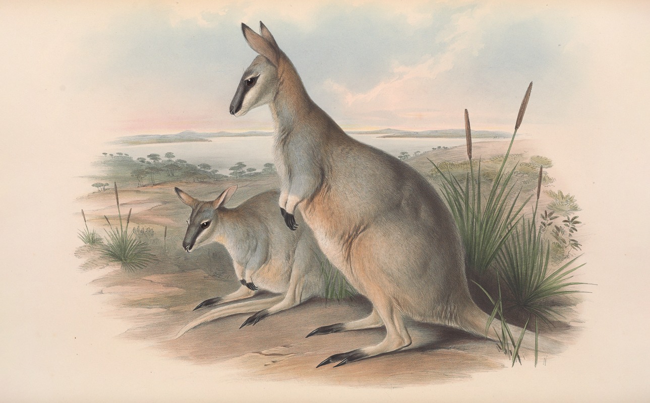 John Gould - The mammals of Australia Pl.055