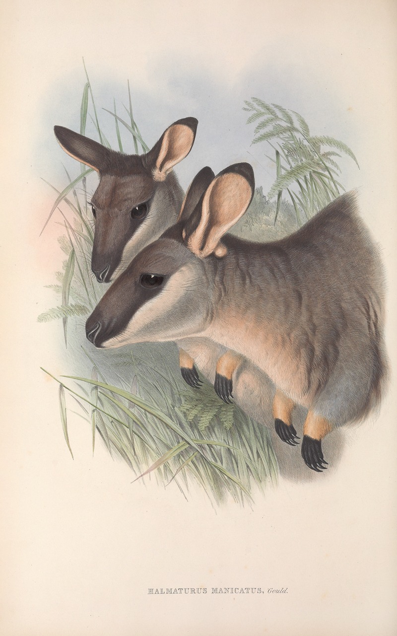John Gould - The mammals of Australia Pl.056
