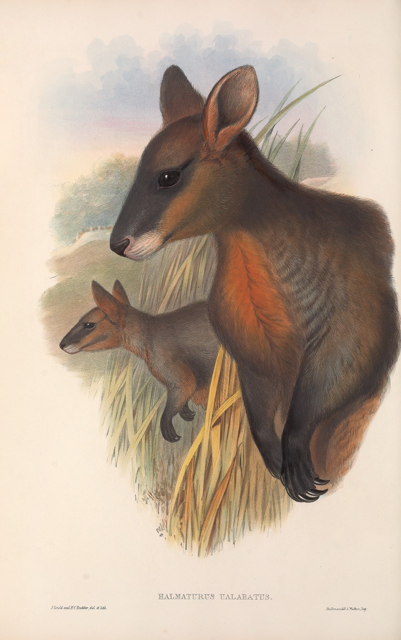 John Gould - The mammals of Australia Pl.058