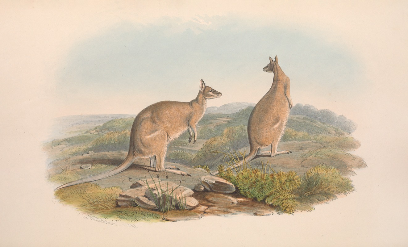 John Gould - The mammals of Australia Pl.061