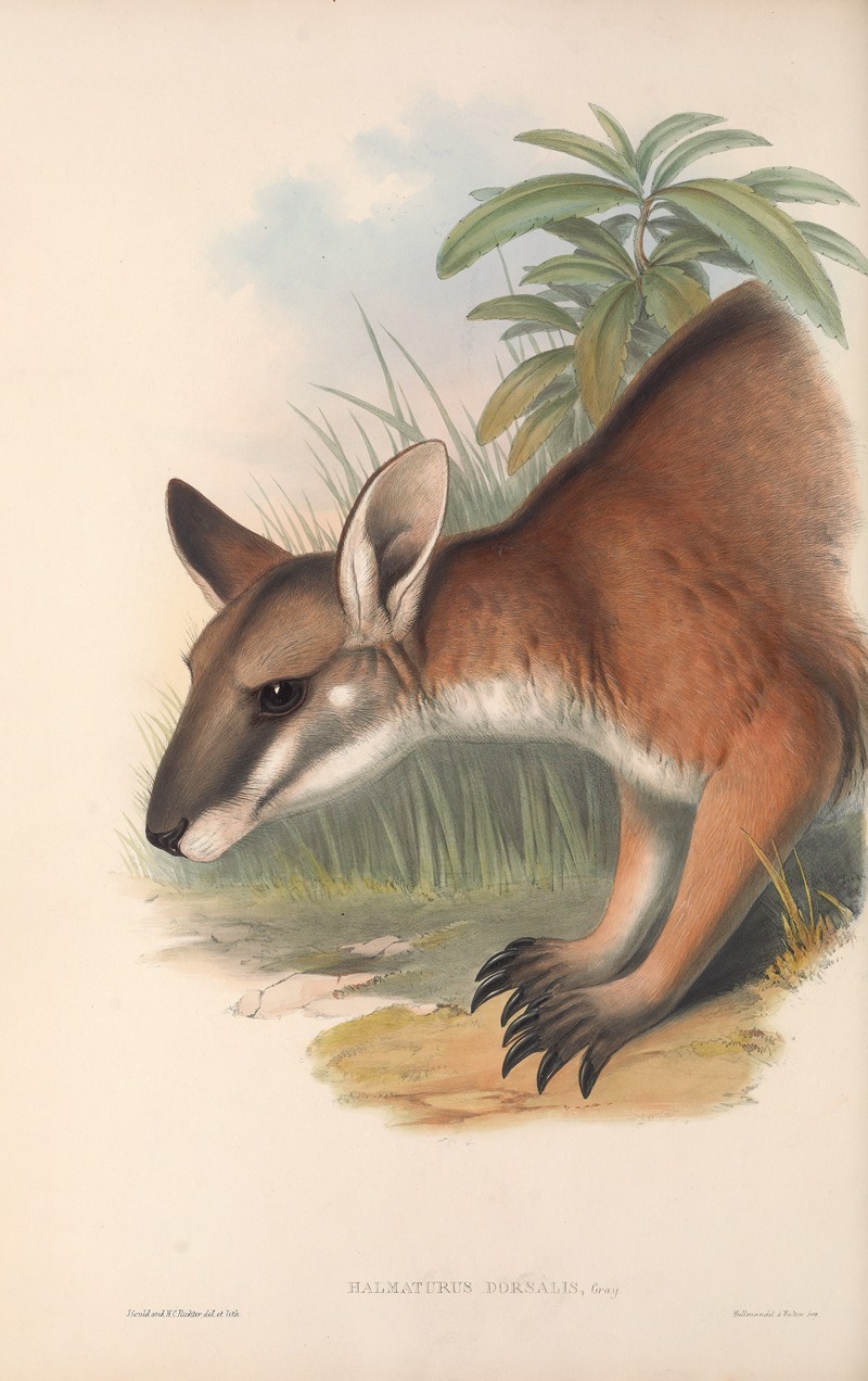 John Gould - The mammals of Australia Pl.062