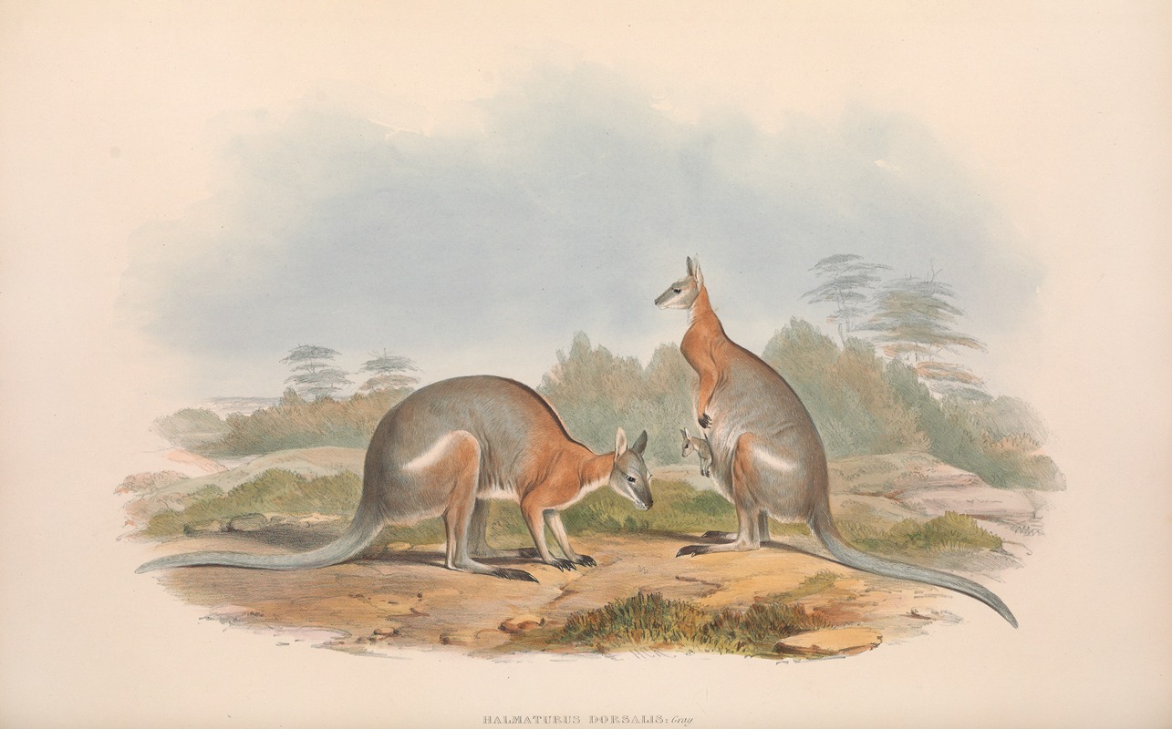 John Gould - The mammals of Australia Pl.063