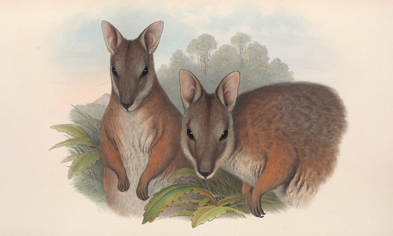 John Gould - The mammals of Australia Pl.065