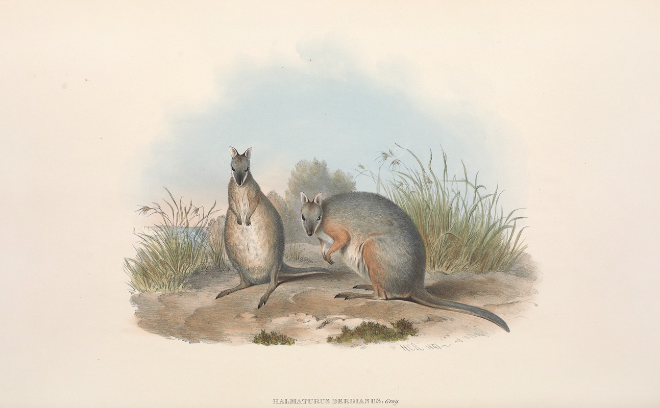 John Gould - The mammals of Australia Pl.066