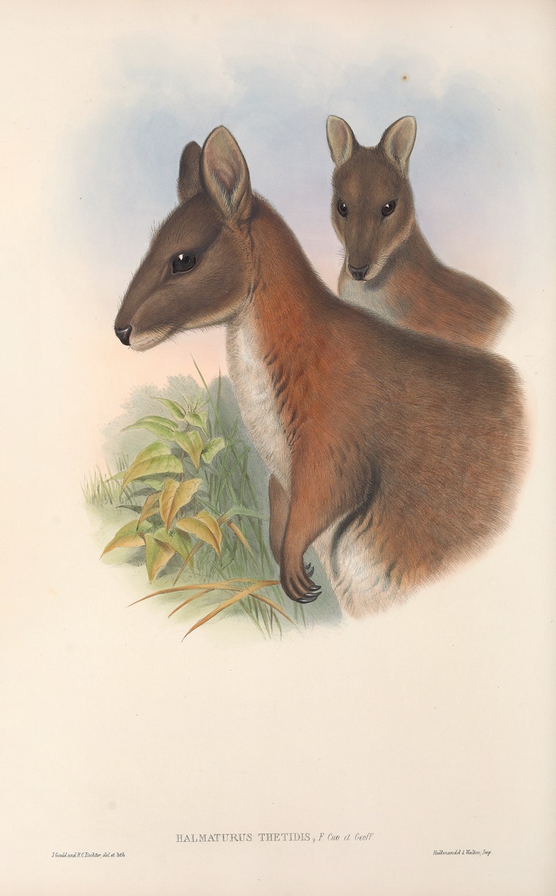 John Gould - The mammals of Australia Pl.067