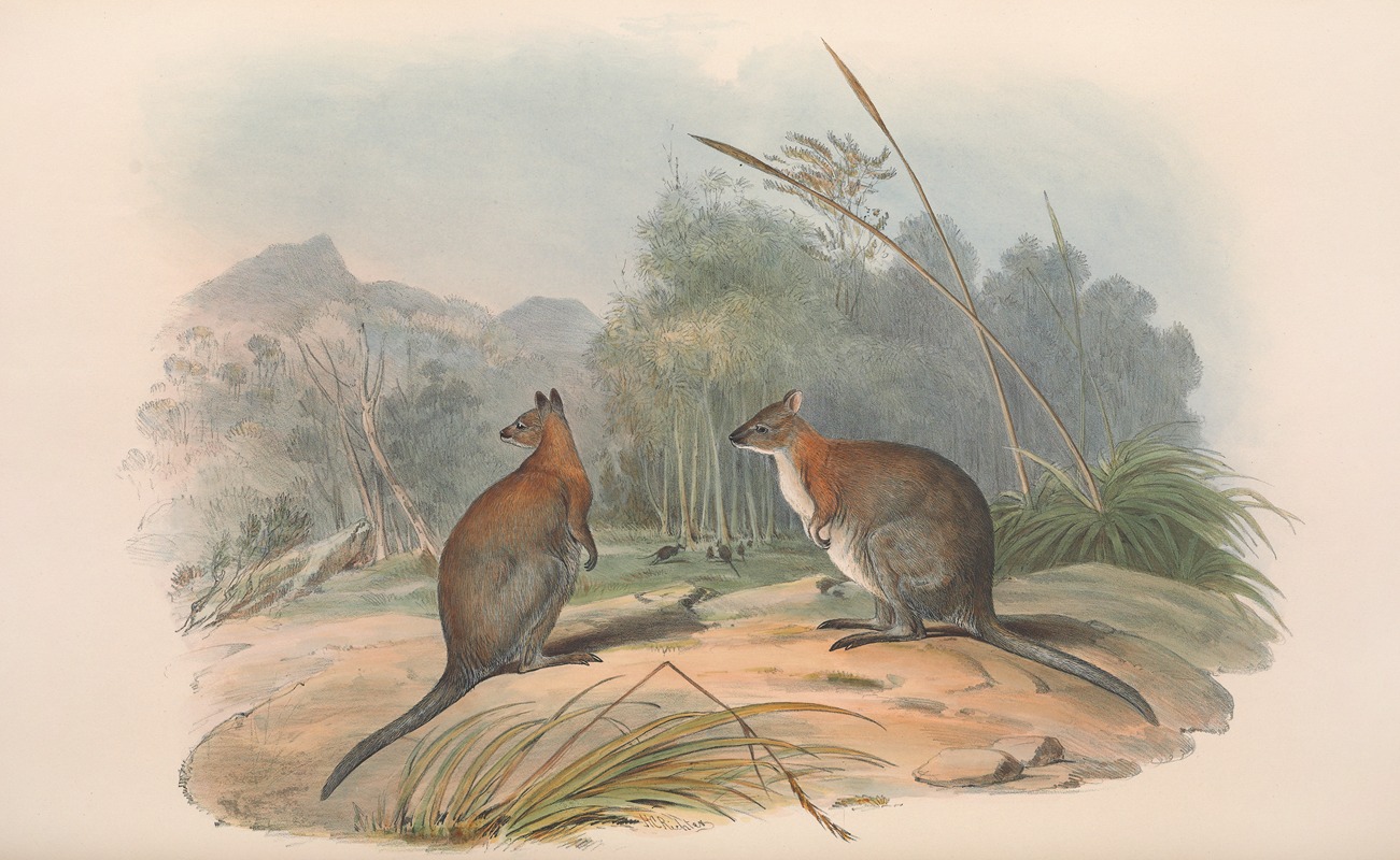 John Gould - The mammals of Australia Pl.068