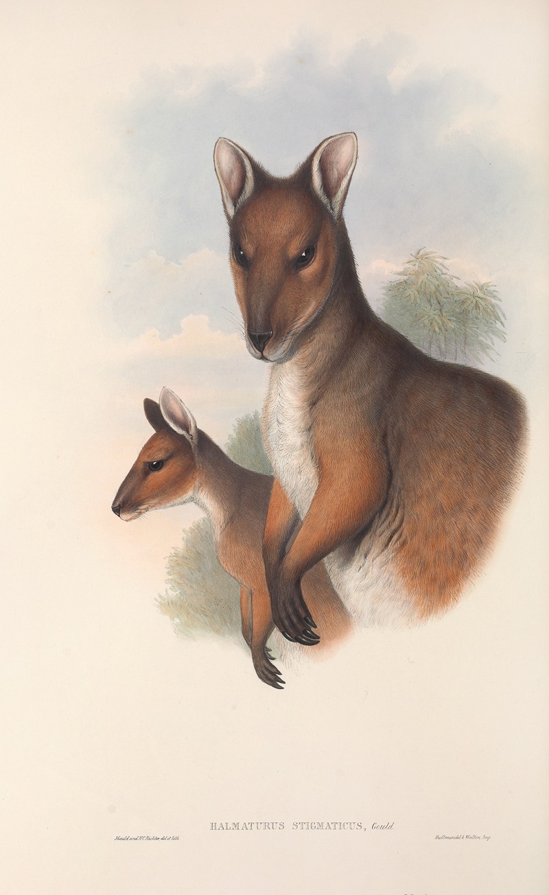 John Gould - The mammals of Australia Pl.069