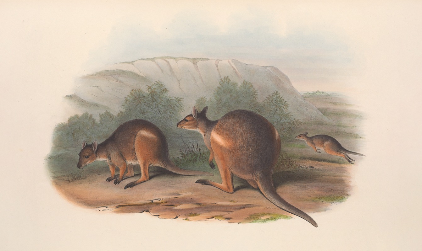 John Gould - The mammals of Australia Pl.070