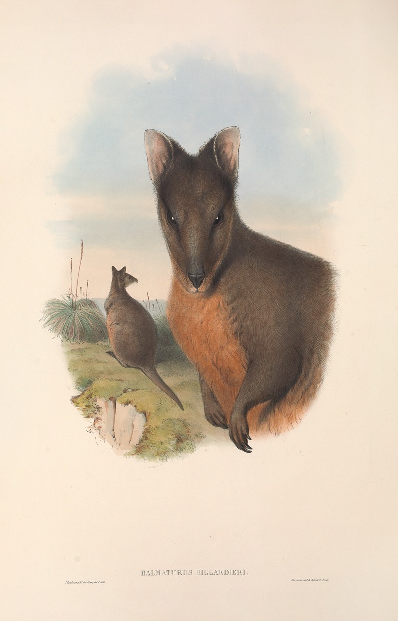 John Gould - The mammals of Australia Pl.071
