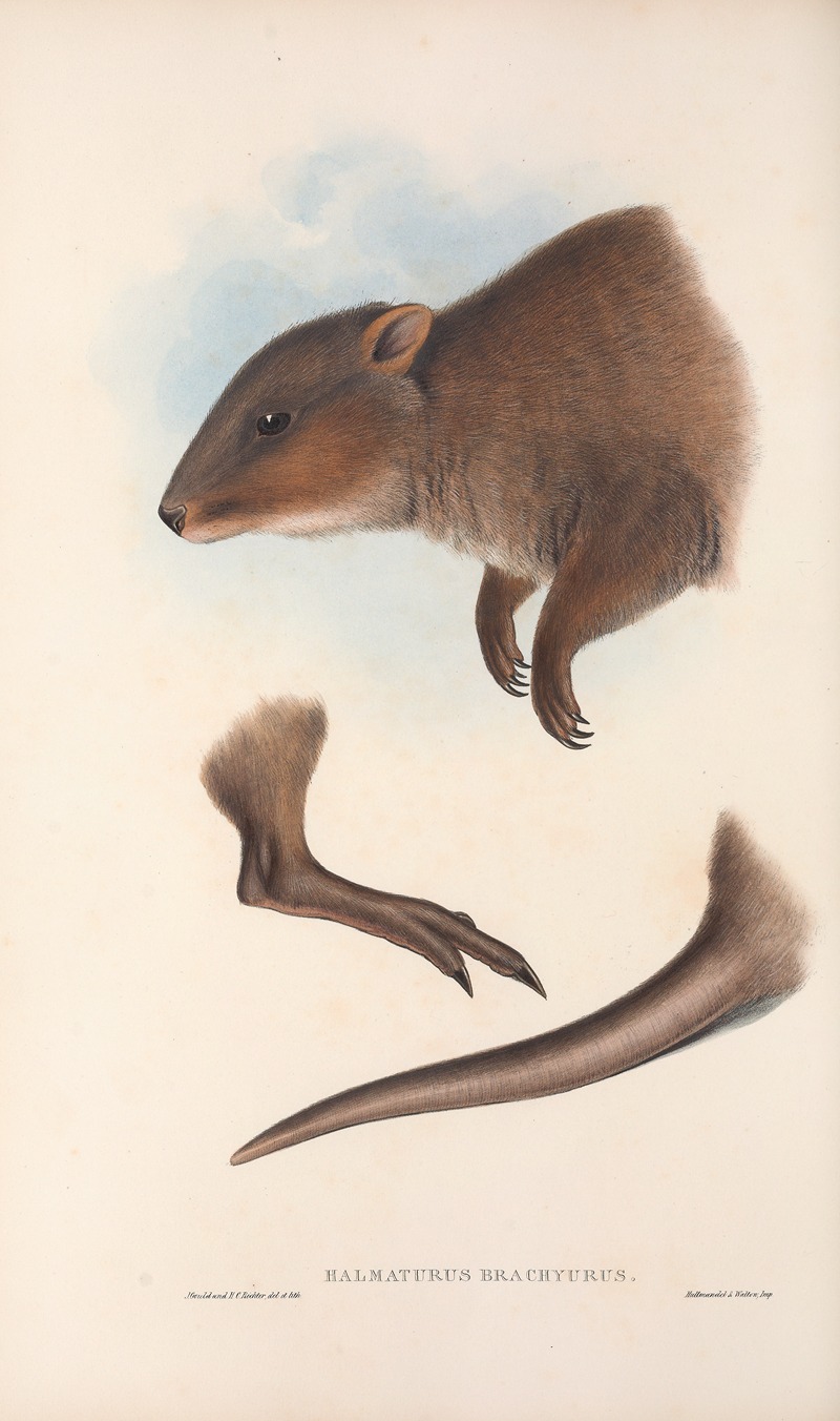 John Gould - The mammals of Australia Pl.073