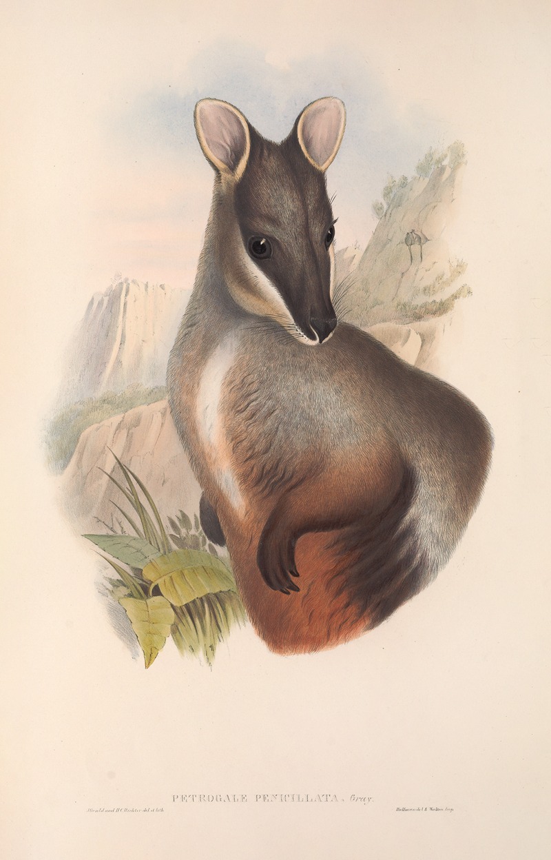 John Gould - The mammals of Australia Pl.075