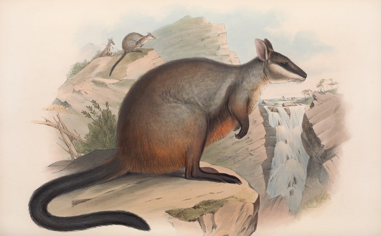 John Gould - The mammals of Australia Pl.076