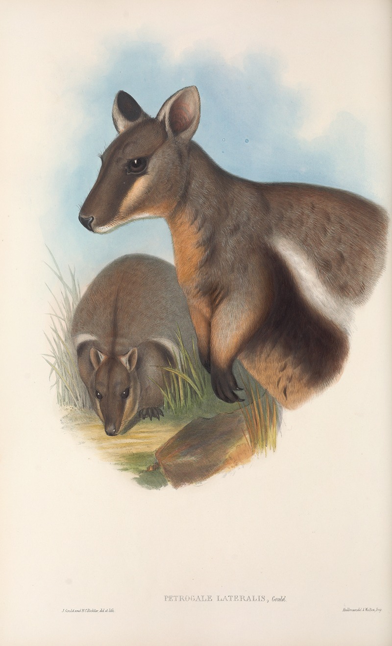 John Gould - The mammals of Australia Pl.077