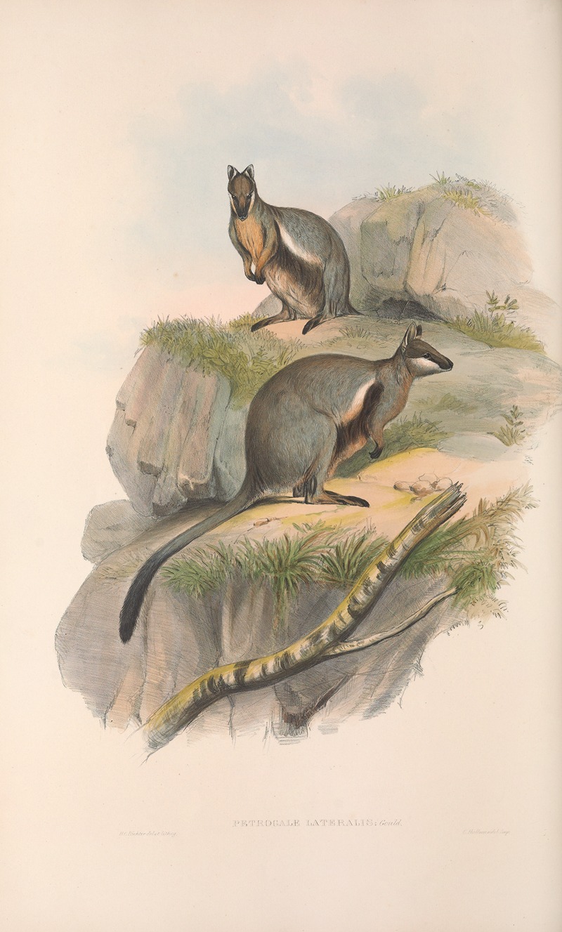 John Gould - The mammals of Australia Pl.078