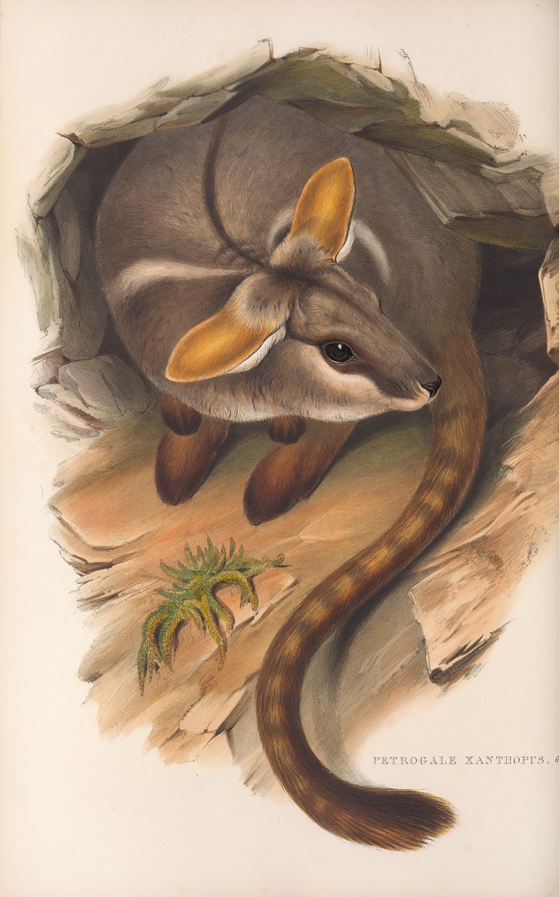 John Gould - The mammals of Australia Pl.079