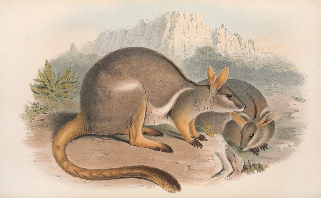John Gould - The mammals of Australia Pl.080