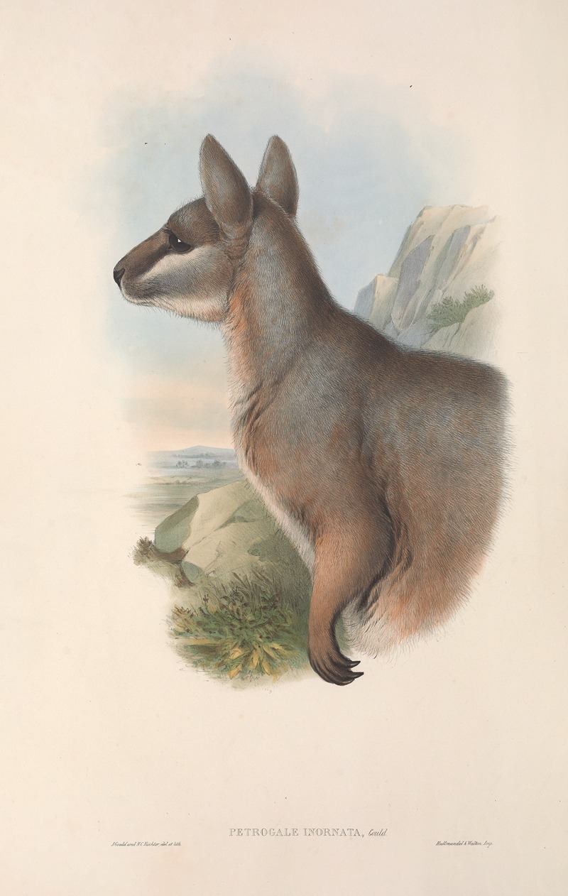 John Gould - The mammals of Australia Pl.081