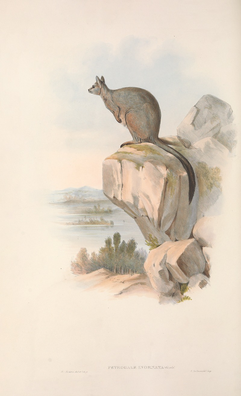 John Gould - The mammals of Australia Pl.082
