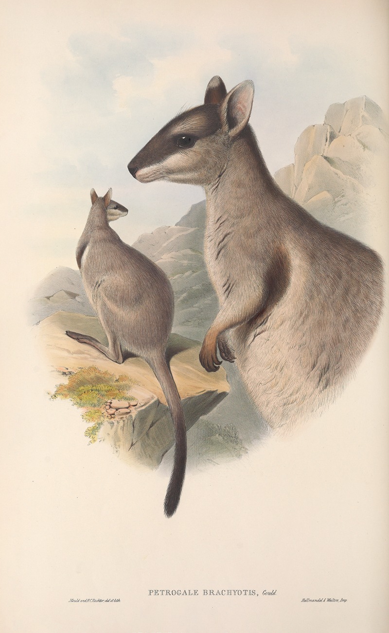 John Gould - The mammals of Australia Pl.083