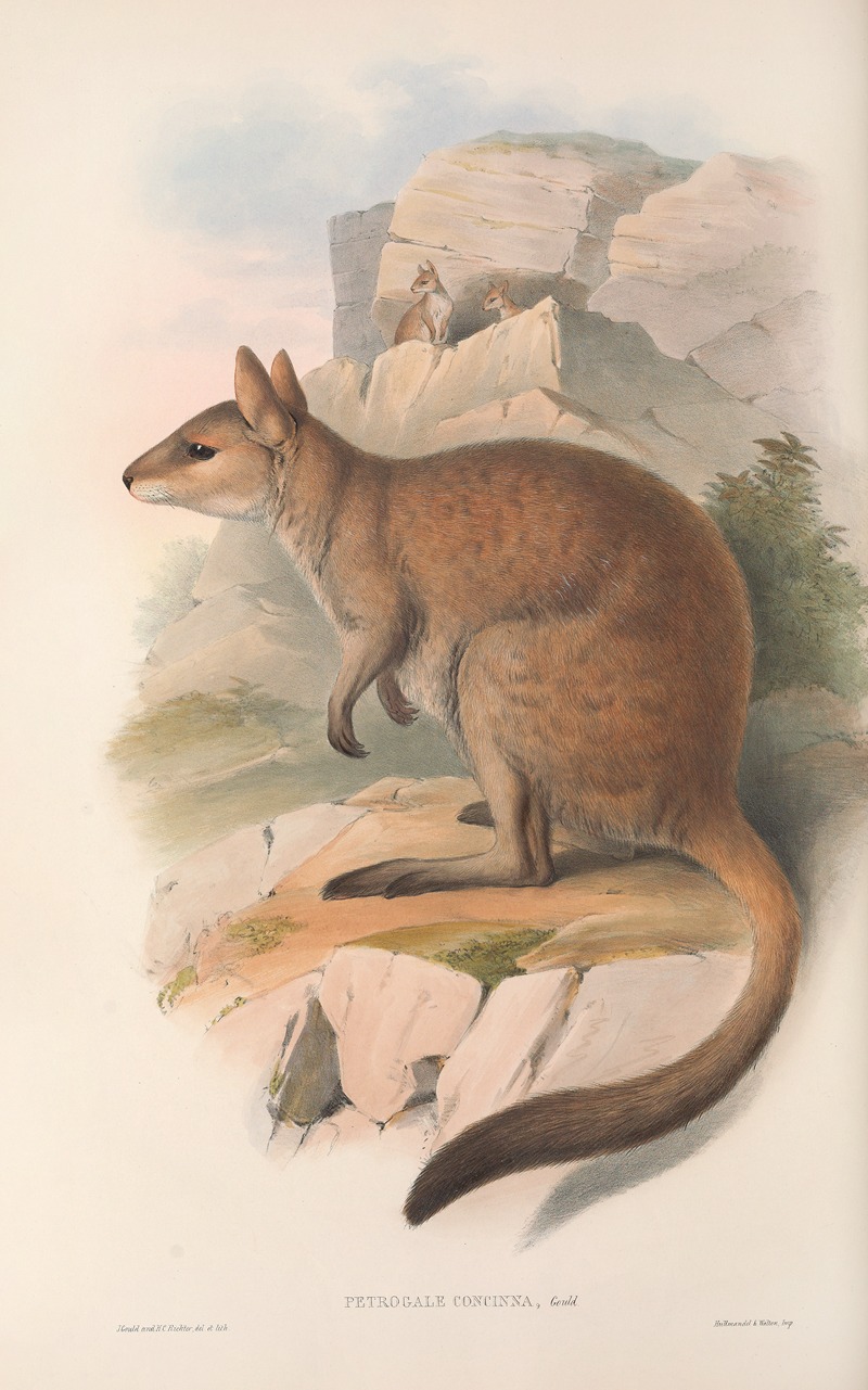John Gould - The mammals of Australia Pl.084