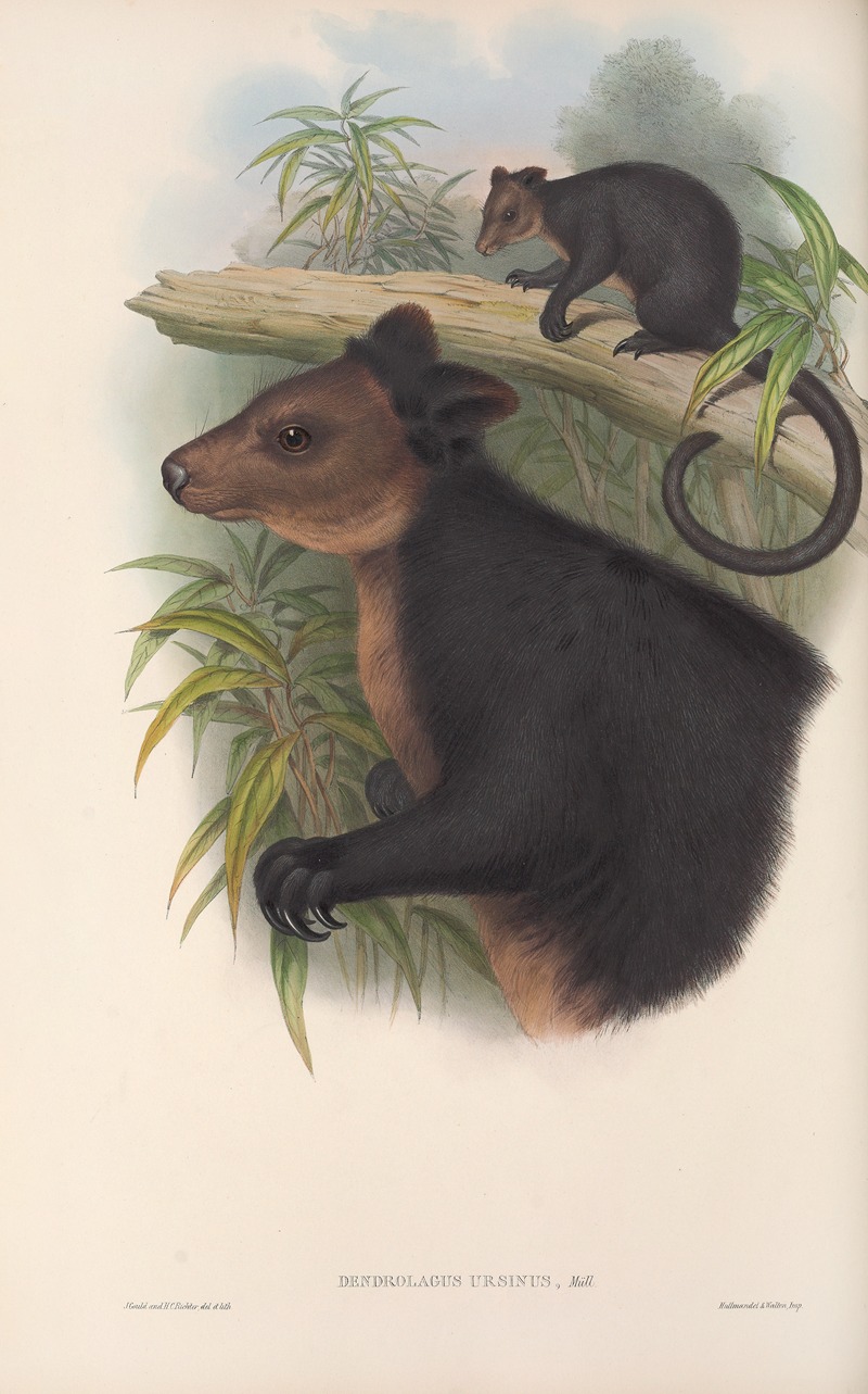 John Gould - The mammals of Australia Pl.085