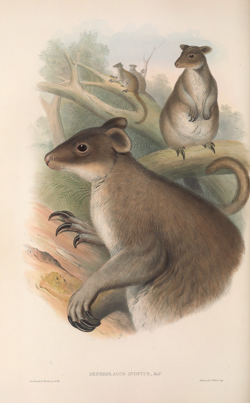 John Gould - The mammals of Australia Pl.086
