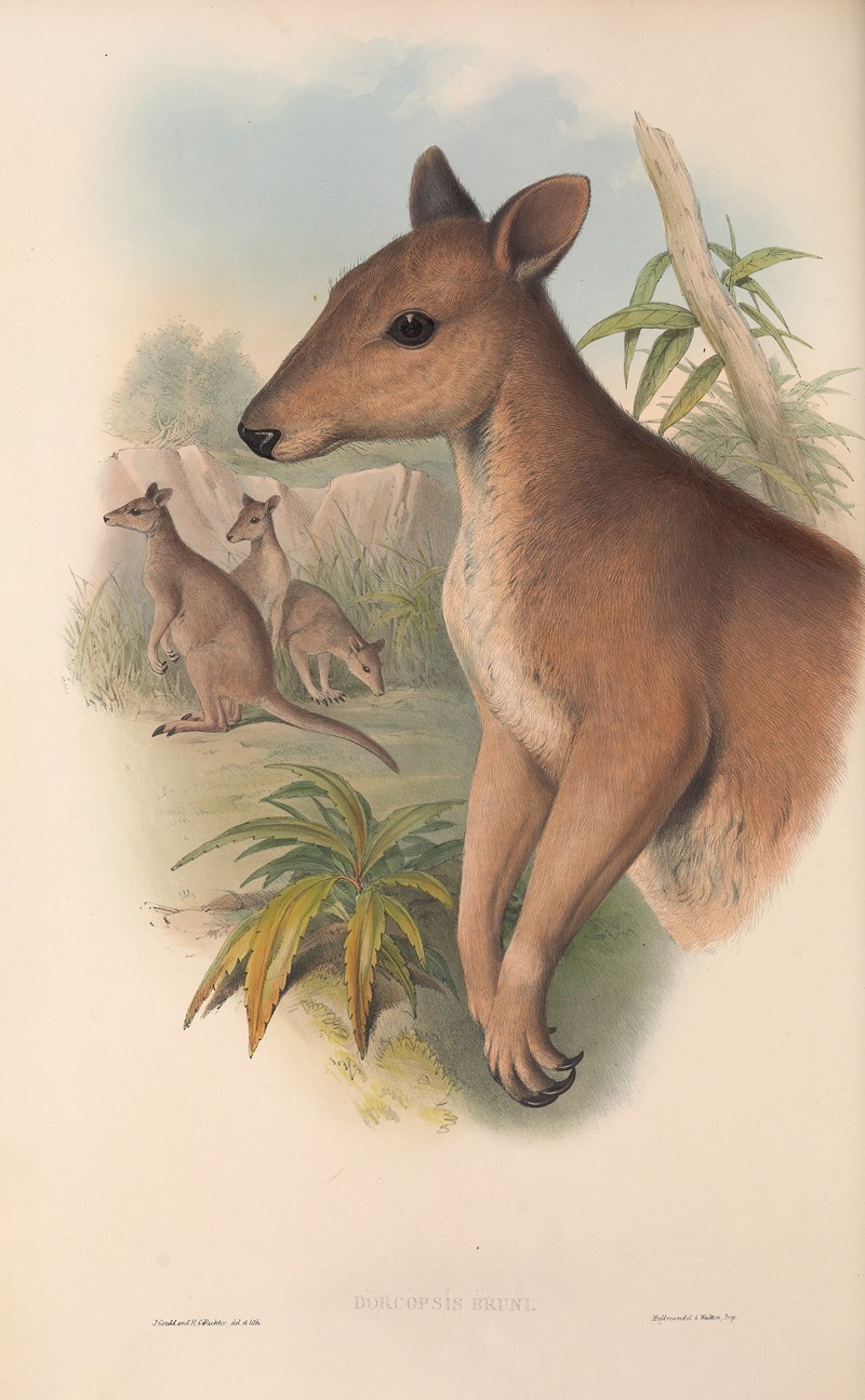 John Gould - The mammals of Australia Pl.087