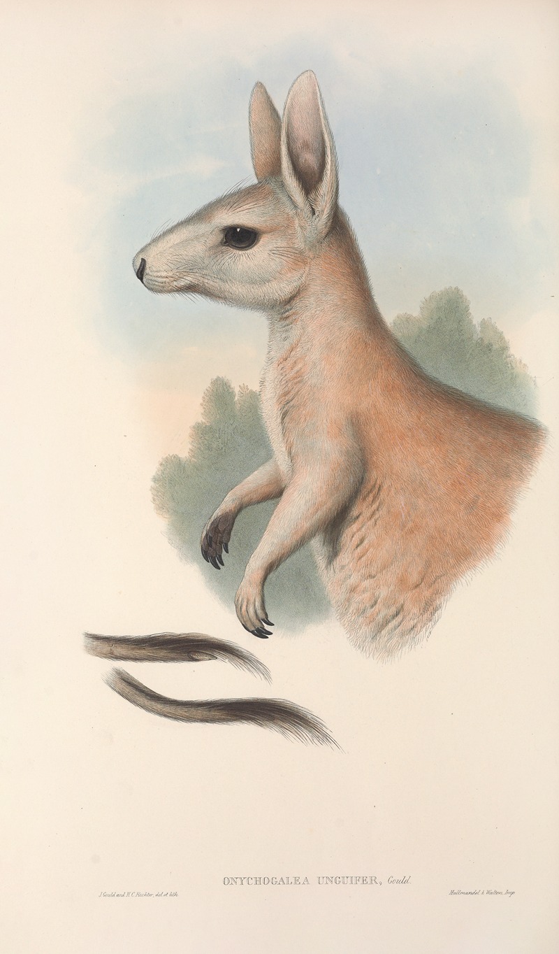 John Gould - The mammals of Australia Pl.088