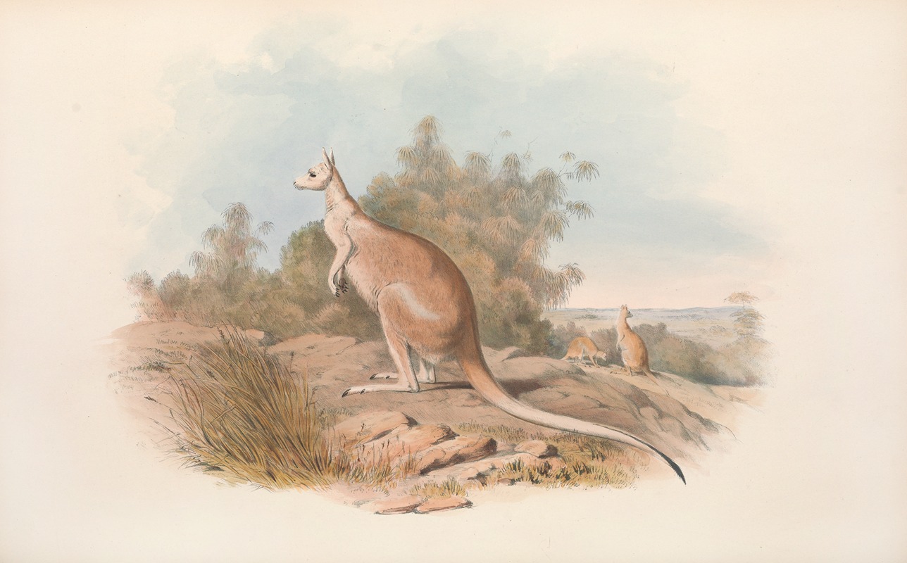 John Gould - The mammals of Australia Pl.089
