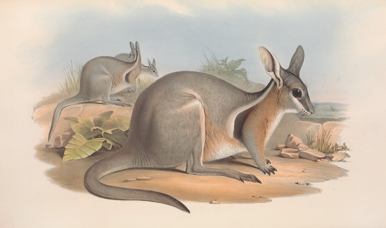 John Gould - The mammals of Australia Pl.090
