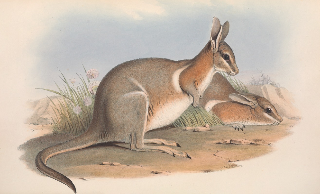 John Gould - The mammals of Australia Pl.091