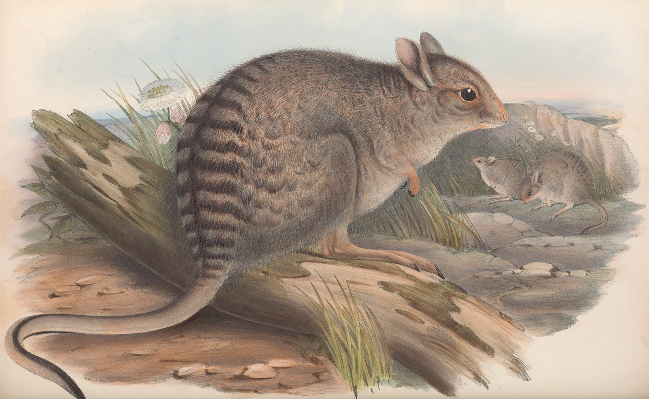 John Gould - The mammals of Australia Pl.092
