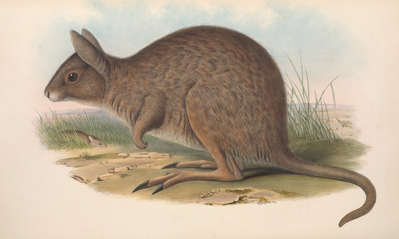 John Gould - The mammals of Australia Pl.093