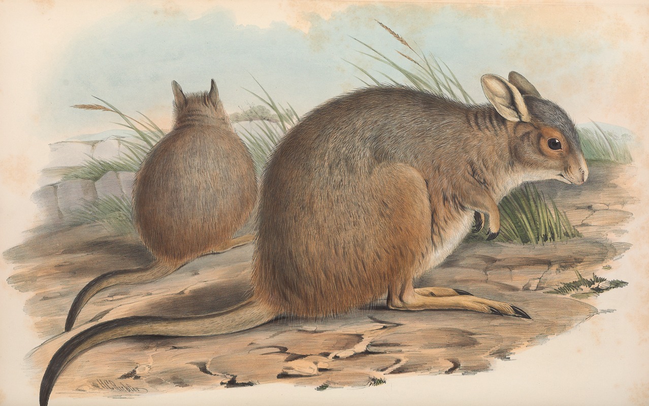 John Gould - The mammals of Australia Pl.094