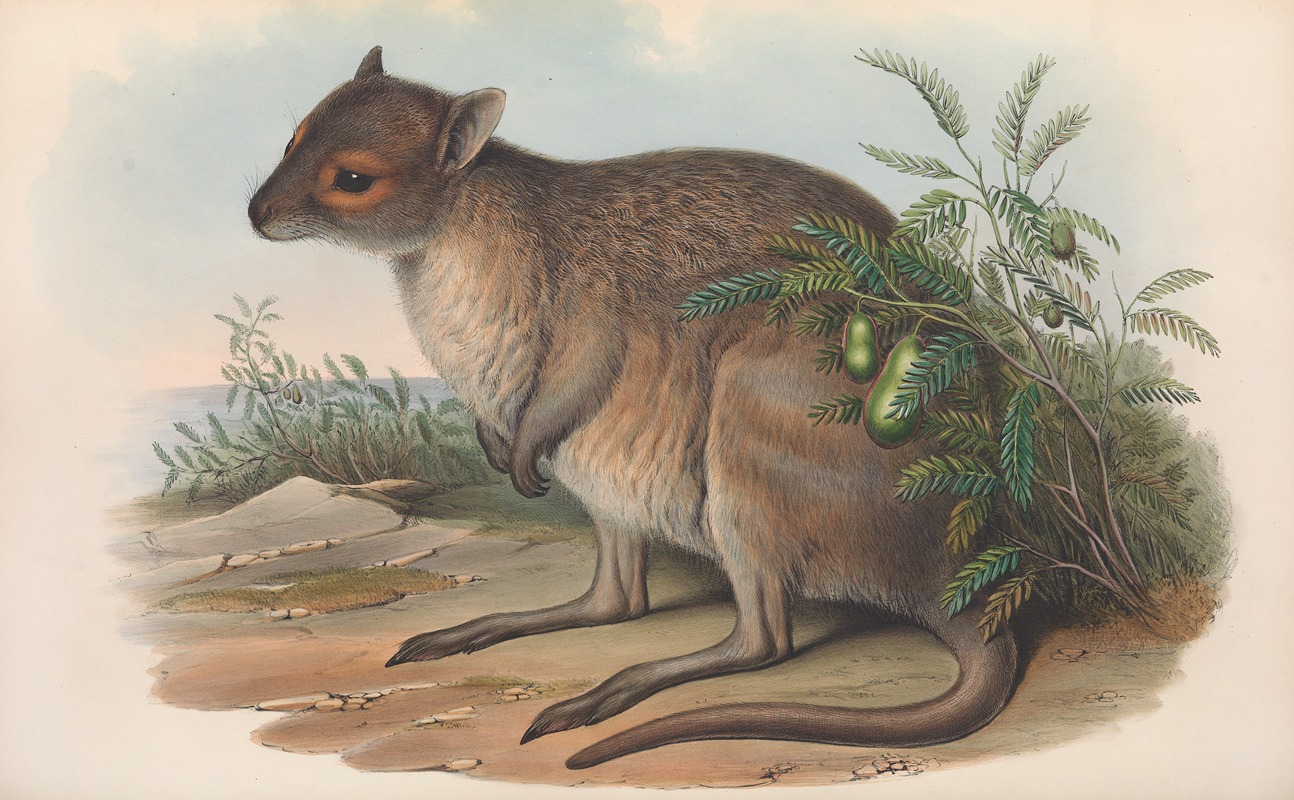 John Gould - The mammals of Australia Pl.095