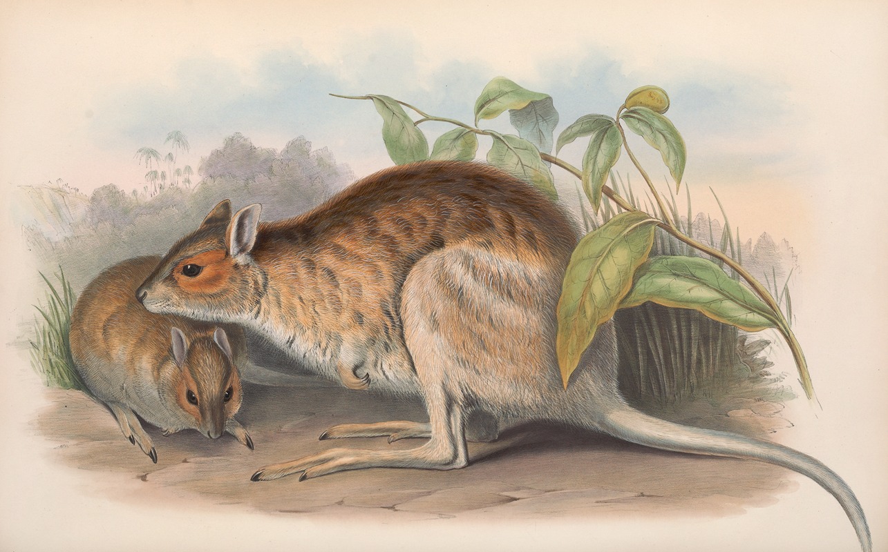 John Gould - The mammals of Australia Pl.096