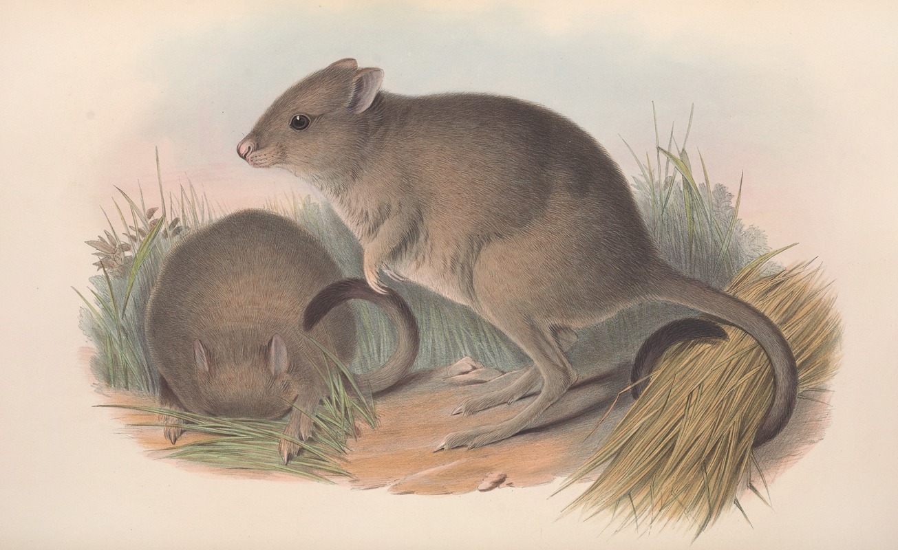 John Gould - The mammals of Australia Pl.097