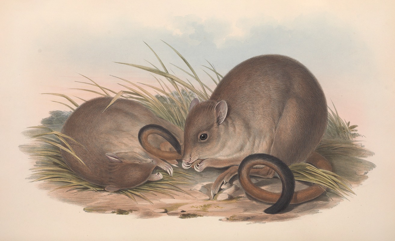John Gould - The mammals of Australia Pl.098