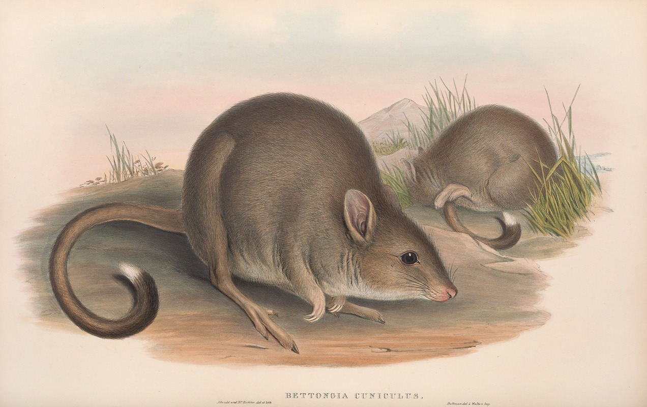 John Gould - The mammals of Australia Pl.099