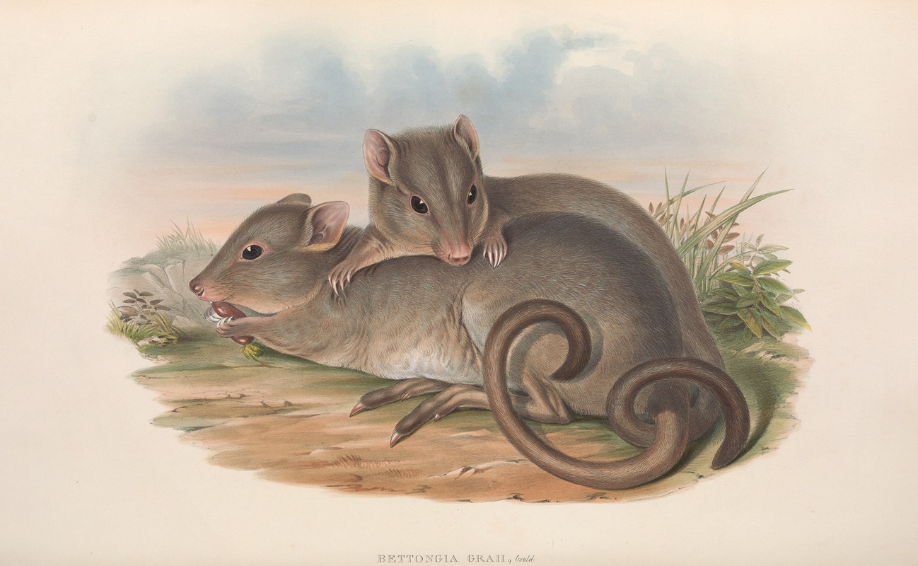 John Gould - The mammals of Australia Pl.100