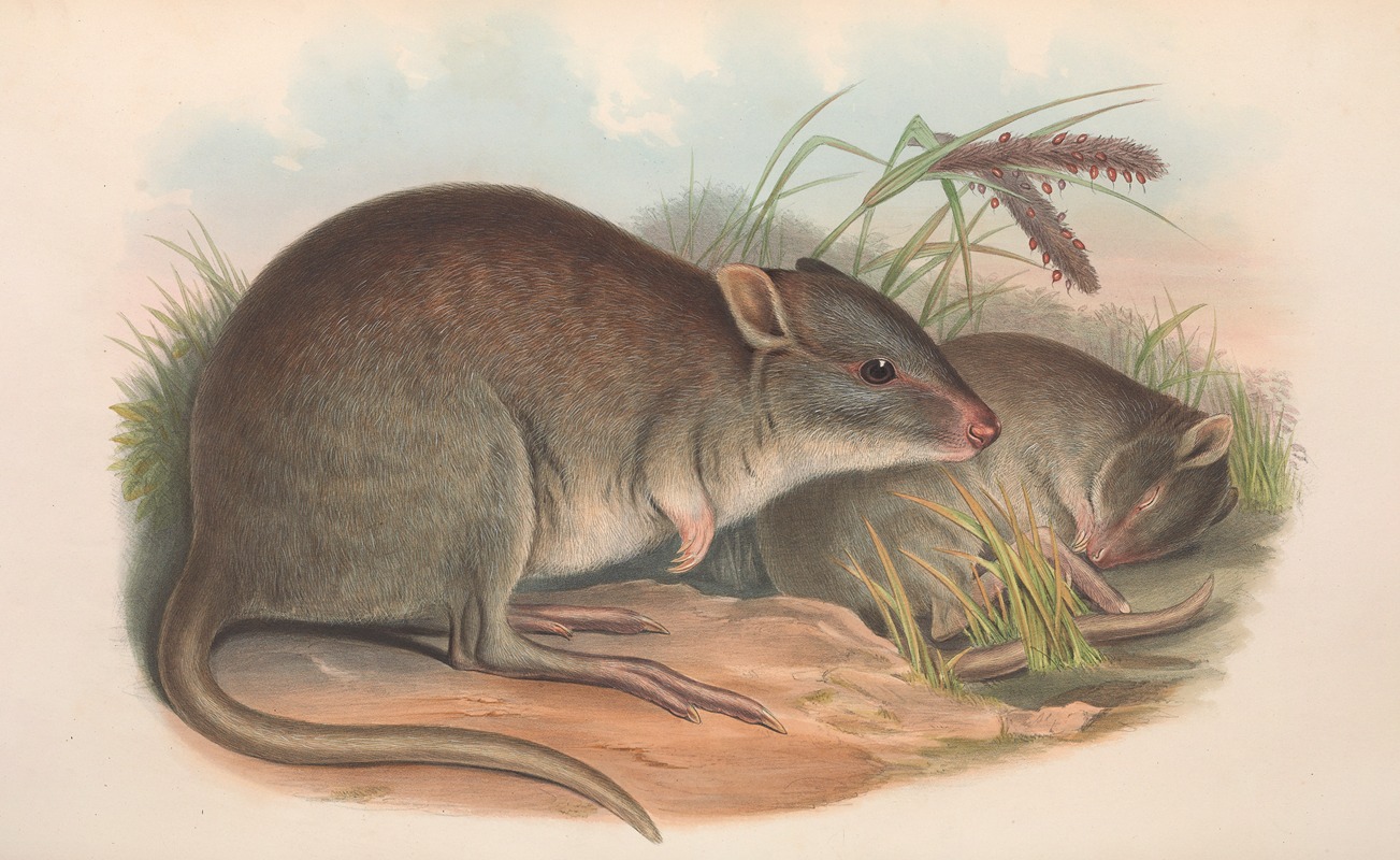 John Gould - The mammals of Australia Pl.101